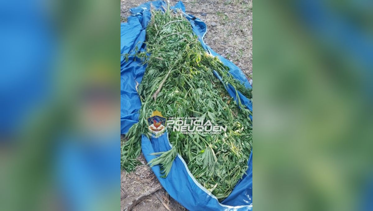 Abandonan 27 plantas de marihuana en un baldío