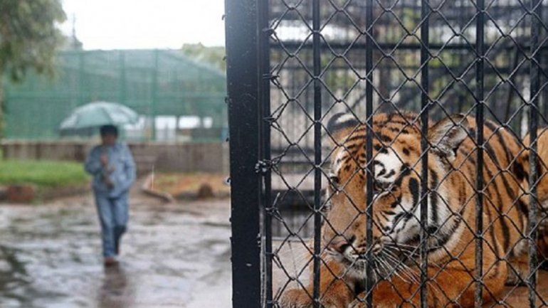 El hecho ocurrió en un zoo de China. El animal fue abatido por la Policía.