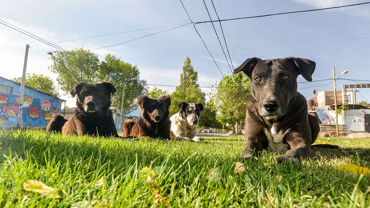 son perros callejeros buenas mascotas