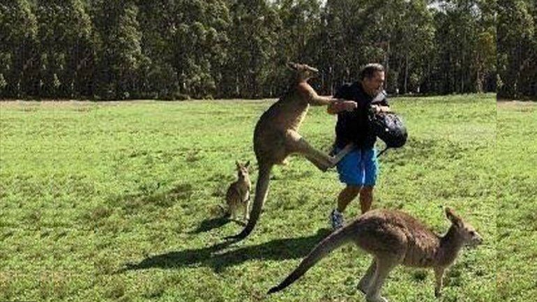 Canguros adictos a las zanahorias atacan a turistas en Australia