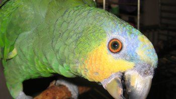 ya son cuatro los posibles casos de psitacosis en cipo ya son cuatro los posibles casos de psitacosis en cipo