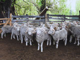 En nuestra región se localizan especialmente en la zona de cordillera y precordillera. Foto: INTA