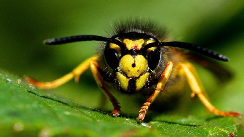 La avispa carnívora, conocida como chaqueta amarilla, no es una especie autóctona, es introducida.