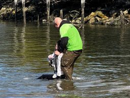 Paul Pinsdorf, policía retirado, oyó gritos y observó cómo Fei Fei Gao, de 30 años, se internaba en el río con el bebé. Paul Pinsdorf, policía retirado, oyó gritos y observó cómo Fei Fei Gao, de 30 años, se internaba en el río con el bebé.
