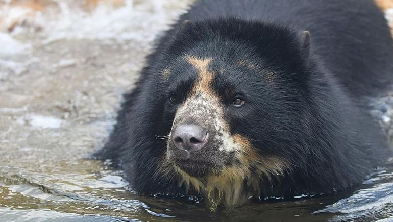 No logran contener en una jaula al escapista oso Ben