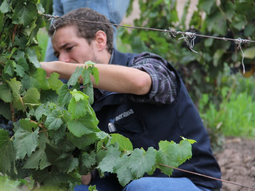 Senasa y el Instituto Nacional de Vitivinicultura acordaron fortalecer sus acciones conjuntas. Foto: Senasa Senasa y el Instituto Nacional de Vitivinicultura acordaron fortalecer sus acciones conjuntas. Foto: Senasa