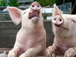 argentina: preocupante aceleracion de las importaciones de carne de cerdo argentina: preocupante aceleracion de las importaciones de carne de cerdo