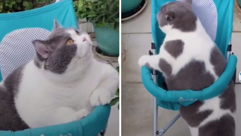 Un tierno gatito gordo es viral porque ya no cabe en su coche de paseo