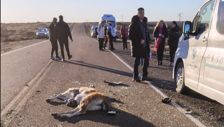 El guanaco atropellado salió despedido y quedó en medio de la calzada luego de pegar de lleno contra la ventanilla de la combi turística.