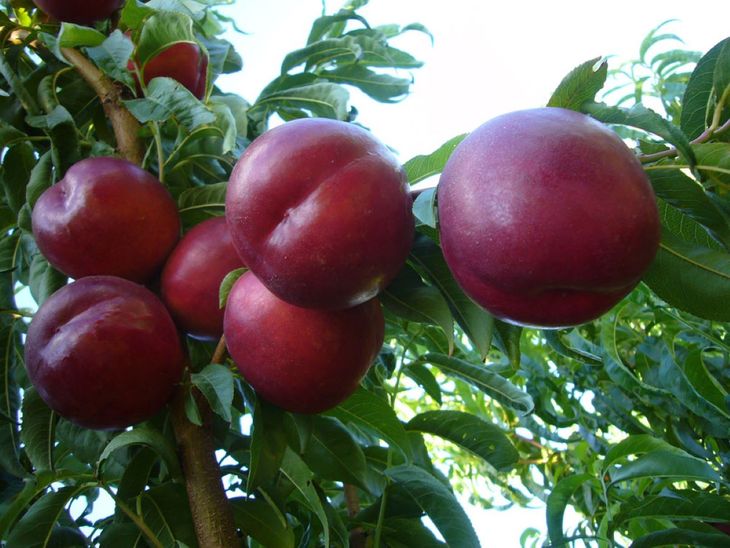 Netix 30. Productividad, sabor y postcosecha se combinan en nuevas selecciones pensadas para maximizar el retorno del productor.