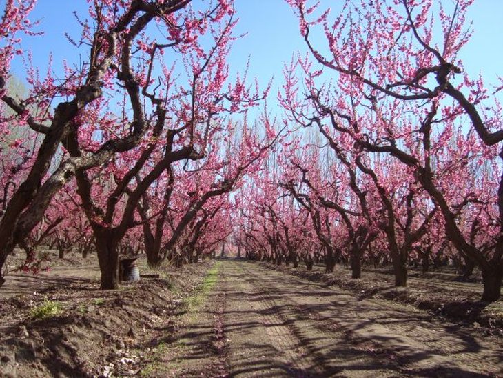 Identidad en el nombre: El 