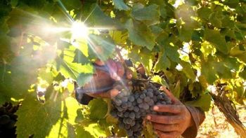 un enologo cuenta como se vive la vendimia en san patricio del chanar un enologo cuenta como se vive la vendimia en san patricio del chanar