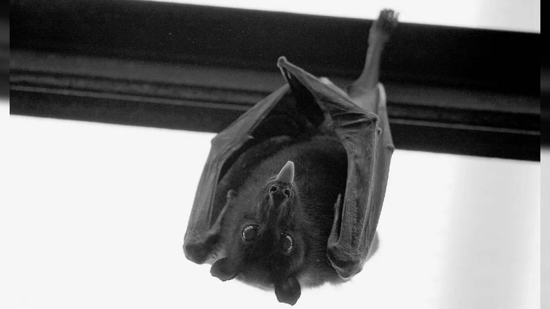 Chubut: tres casos de murciélagos con rabia en Trelew y Rawson. | LM Neuquen Chubut: tres casos de murciélagos con rabia en Trelew y Rawson.