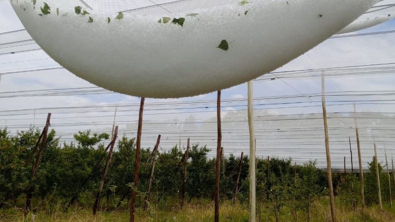 Golpe histórico: la tormenta destruyó gran parte de la producción de cerezas | LM Neuquen Golpe histórico: la tormenta destruyó gran parte de la producción de cerezas