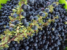 El calafate, un superalimento made in Patagonia.