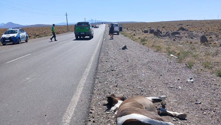 Atropellaron al caballo este viernes en el Acceso Fortabat de Zapala.