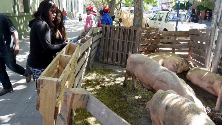 Productores armaron una granja en Casa de Gobierno para protestar