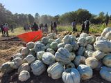 Destino solidario: Camiones cargados con la producción parten hacia los nodos de Neuquén, Cipolletti y Roca.