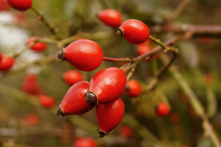 Sus frutos rojos tienen alto valor cosmético, pero su expansión descontrolada destruye ecosistemas nativos únicos. Sus frutos rojos tienen alto valor cosmético, pero su expansión descontrolada destruye ecosistemas nativos únicos.