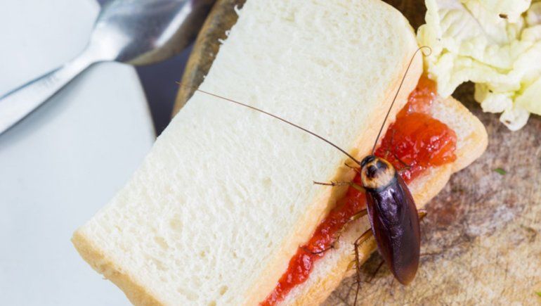 El ataque viral a un restaurante en China con más de mil cucarachas