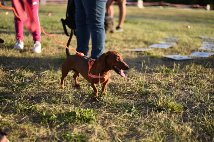 Los neuquinos prefieren adoptar mascotas adultas y menudas