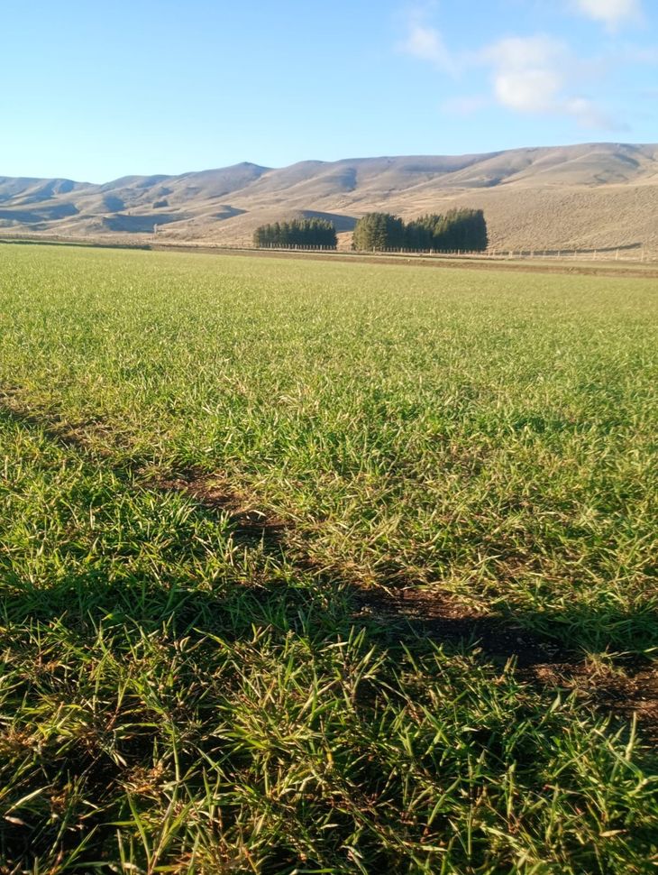 Con un mercado consumidor a 200 km en Chile, según De Larminat, la burocracia fuerza a la Patagonia a recorrer 1.000 km para vender su carne. Con un mercado consumidor a 200 km en Chile, según De Larminat, la burocracia fuerza a la Patagonia a recorrer 1.000 km para vender su carne.