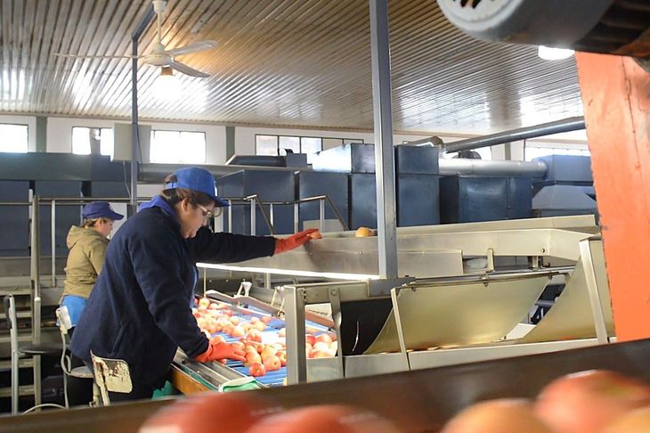 Las conclusiones muestran que tanto el ambiente como el manejo postcosecha tienen un impacto decisivo en la calidad final de la fruta. Las conclusiones muestran que tanto el ambiente como el manejo postcosecha tienen un impacto decisivo en la calidad final de la fruta.