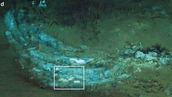 Científicos descubrieron el mayor cementerio de ballenas del mundo. Científicos descubrieron el mayor cementerio de ballenas del mundo.