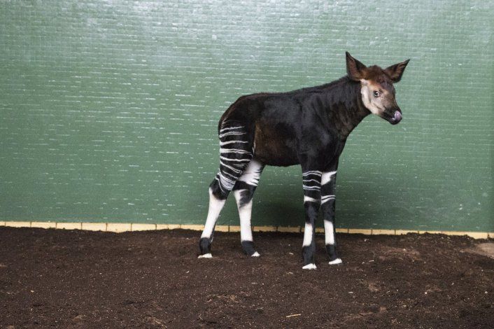 Conmovedor: nació un okapi en el zoológico de Londres