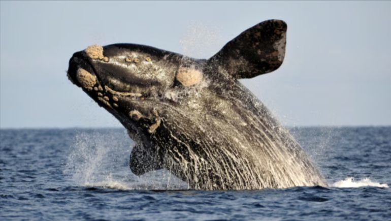 El fascinante video de una ballena franca que derivó en un hallazgo inédito para la ciencia (imagen ilustrativa).