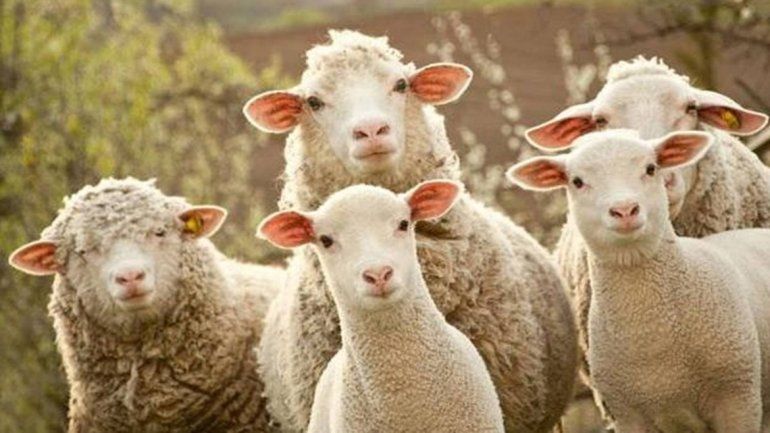 Las ovejas comieron los residuos que se arrojaron en un campo.