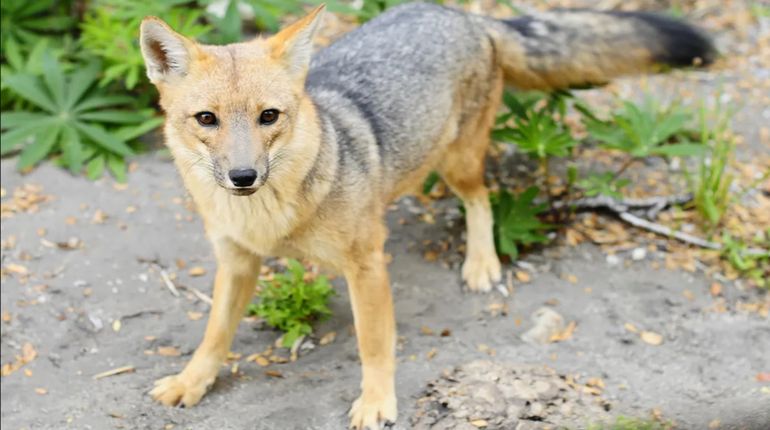 En la temporada 2024, el permiso para cazar hasta un zorro por semana generó fuerte rechazo en Santa Cruz y llevó a un cambio en la legislación provincial, que ahora se tradujo en una prohibición. En la temporada 2024, el permiso para cazar hasta un zorro por semana generó fuerte rechazo en Santa Cruz y llevó a un cambio en la legislación provincial, que ahora se tradujo en una prohibición.