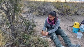 Una investigadora del CONICET en plena tarea en los suelos de la Patagonia. Una investigadora del CONICET en plena tarea en los suelos de la Patagonia.