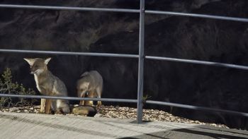 Cada vez es más frecuente la aparición de los zorros en zona urbana. Cada vez es más frecuente la aparición de los zorros en zona urbana.