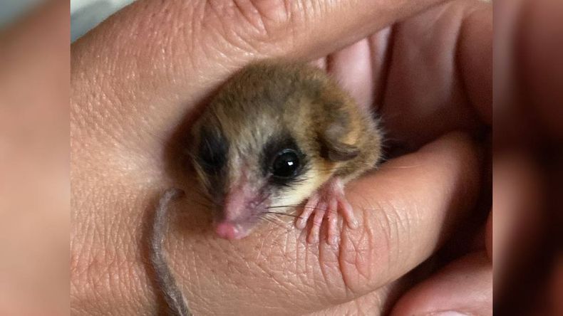 Encontraron una especie en peligro de extinción en el patio de una casa | LM Neuquen Encontraron una especie en peligro de extinción en el patio de una casa