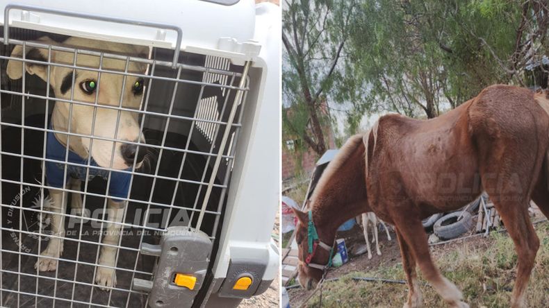 Denuncian dos casos de maltrato animal. | LM Neuquen Denuncian dos casos de maltrato animal.