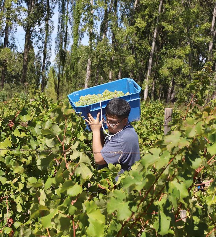 Logística extrema: la vendimia se acortó de 90 a 45 días por el cambio de maduración. Logística extrema: la vendimia se acortó de 90 a 45 días por el cambio de maduración.