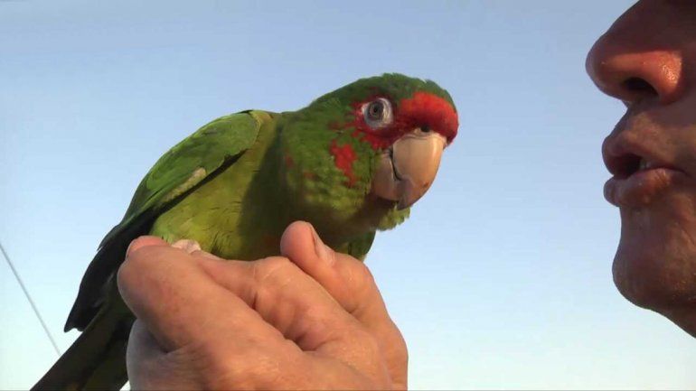 Una mujer acusó al marido por frases del loro: no le tomaron la denuncia.