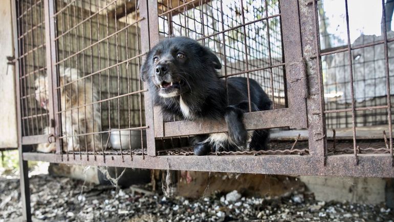 Corea del Sur prohíbe comer perros (a partir del 2027)