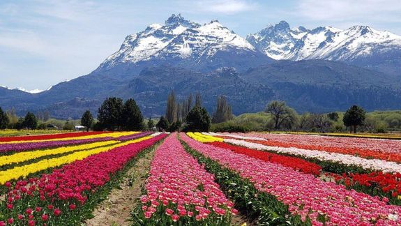 Campo de tulipanes de Trevelin, en Chubut.
