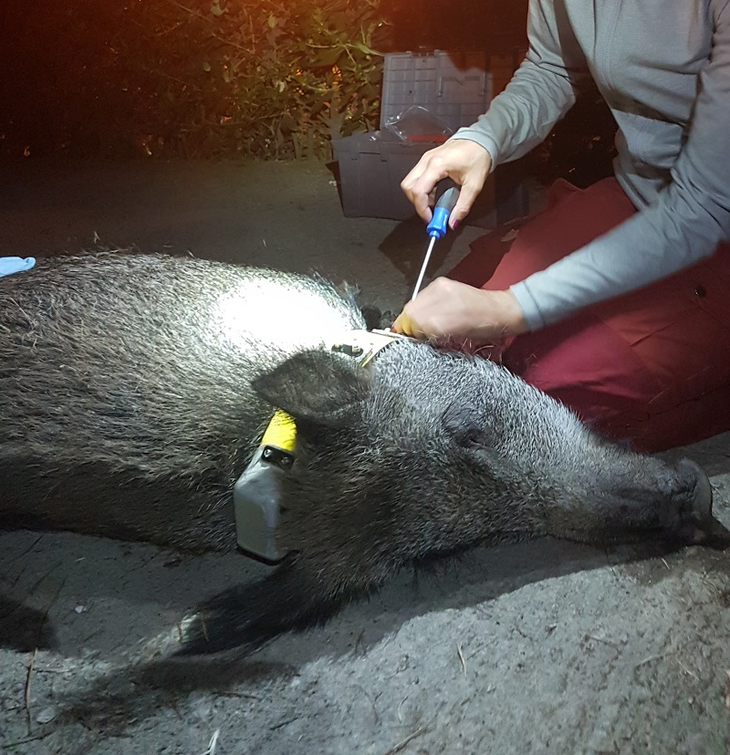 Cerca de 400 animales por ciudad fueron estudiados para trazar los flujos de movimiento. Cerca de 400 animales por ciudad fueron estudiados para trazar los flujos de movimiento.