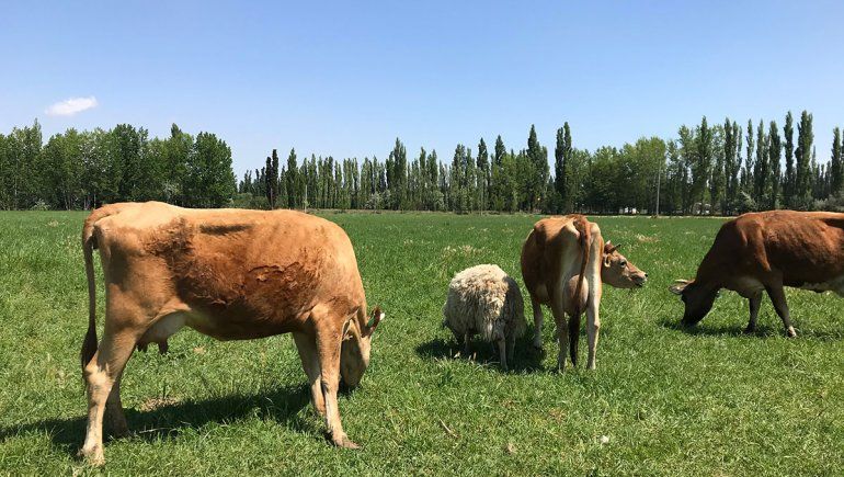 Vacas rionegrinas para elaborar uno de los quesos más rico del país