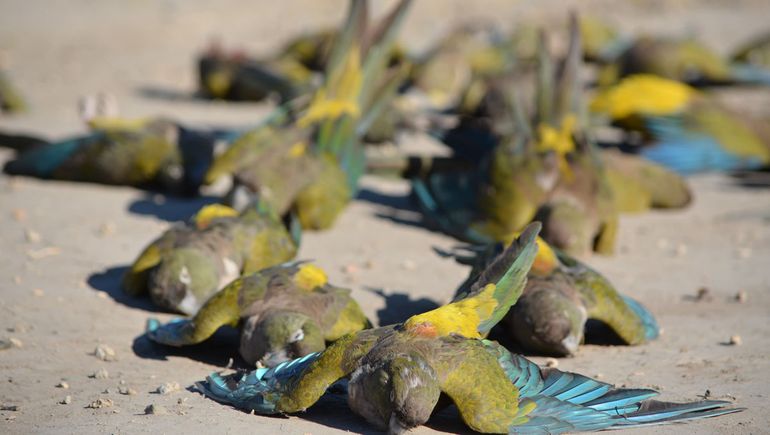 Preocupación por la masiva muerte de loros en El Alamito: ¿Fueron envenenados?