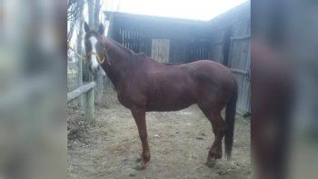 otra vez se robaron una yegua de una chacra y temen lo peor otra vez se robaron una yegua de una chacra y temen lo peor