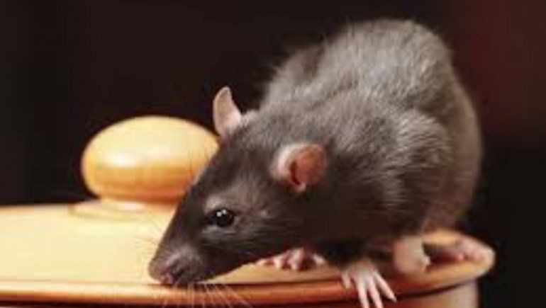 ¿Qué significa soñar con ratas?