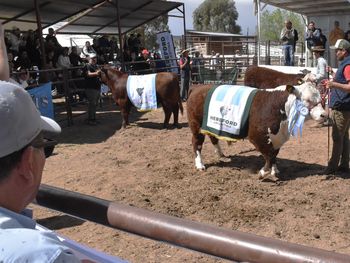 la 14ª expo rural del alto valle cerro  sus remates con buenas ventas