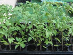 Los plantines se encontraban en un camión de carga general que llevaba mercadería desde la localidad bonaerense de Moreno hacia Bariloche. Los plantines se encontraban en un camión de carga general que llevaba mercadería desde la localidad bonaerense de Moreno hacia Bariloche.