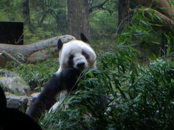 Japón se quedará sin pandas gigantes por primera vez desde 1972. Japón se quedará sin pandas gigantes por primera vez desde 1972.