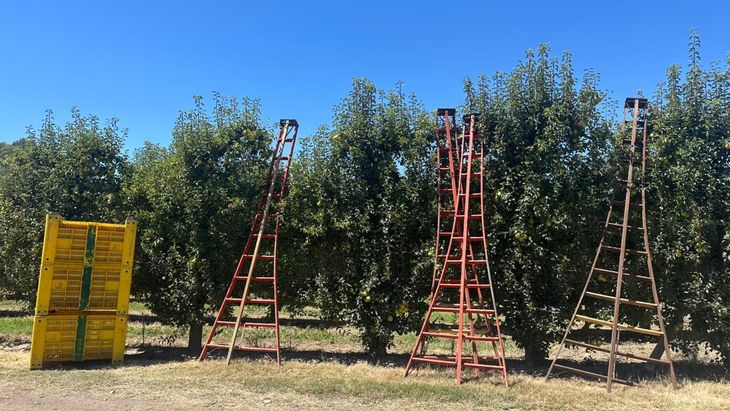 El INTA confirmó que en el Alto Valle la cosecha de pera Williams comenzará el 9 de enero, tras alcanzar los parámetros óptimos de madurez. El INTA confirmó que en el Alto Valle la cosecha de pera Williams comenzará el 9 de enero, tras alcanzar los parámetros óptimos de madurez.