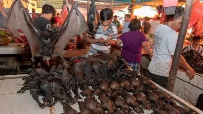 Pese a la pandemia, en Indonesia se venden murciélagos, perros y ratas